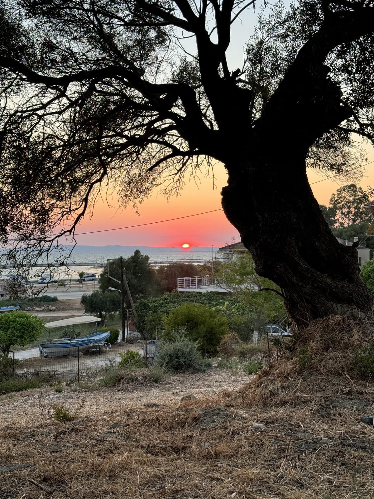 Hillside sunset view with tree and residential area